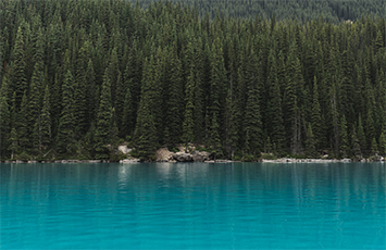 American Forests - Trees and Water