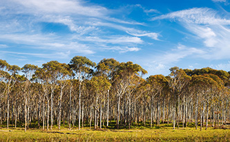 Lyocell - Forests - Eucalyptus Trees