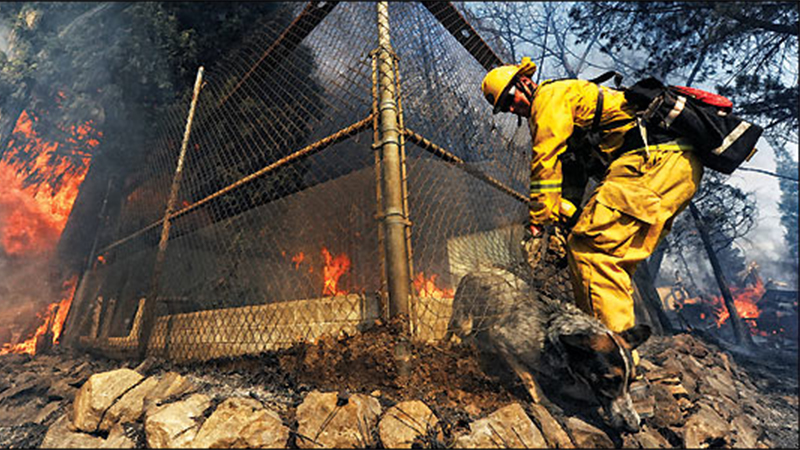 firefighter saving dog