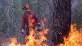 WHY WILDLAND FIREFIGHTERS WEAR YELLOW?