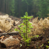 True North’s Mission: Building a Greener Future for the Planet