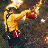 The Ecological Importance of Wildland Fires