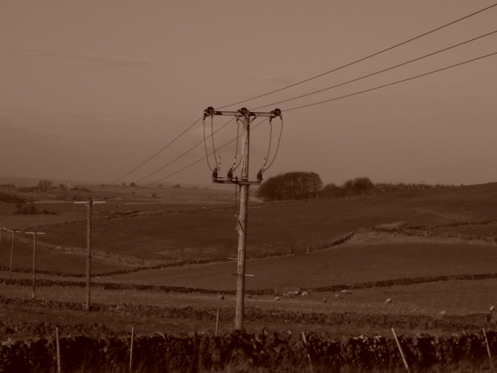 field of telegraph poles